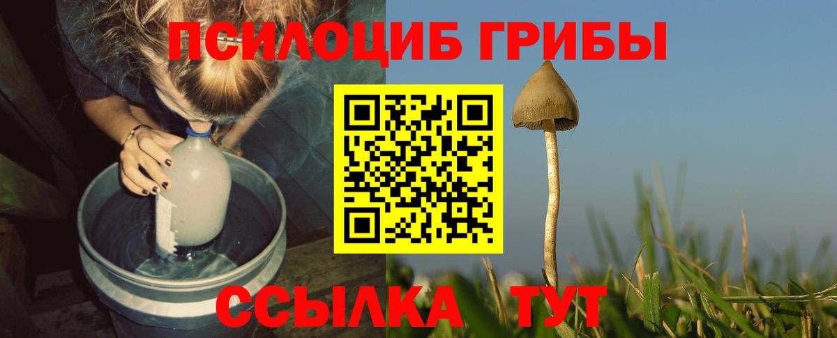 Псилоцибиновые грибы Psilocybe Губкин